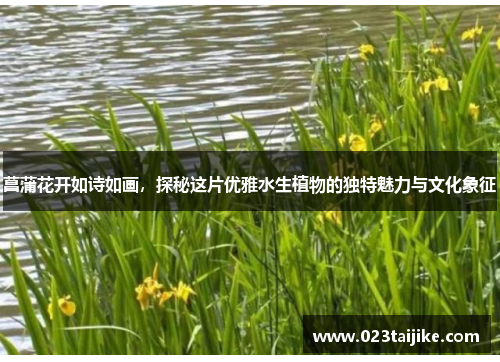 菖蒲花开如诗如画，探秘这片优雅水生植物的独特魅力与文化象征